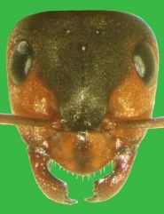 Kopf von Formica (F. s. str.) polyctena