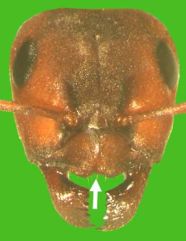 Kopf von Formica (R.) sanguinea
